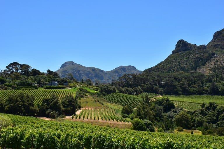 Cape Town’s wine route: the best of Constantia wineries